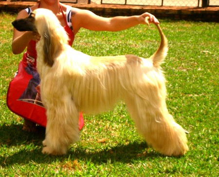 Açucena